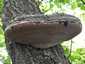 Parázstapló (Phellinus igniarius), Duna-part